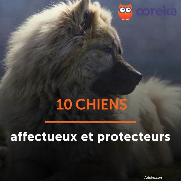 10 chiens affectueux et protecteurs