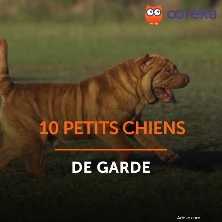 10 petits chiens de garde
