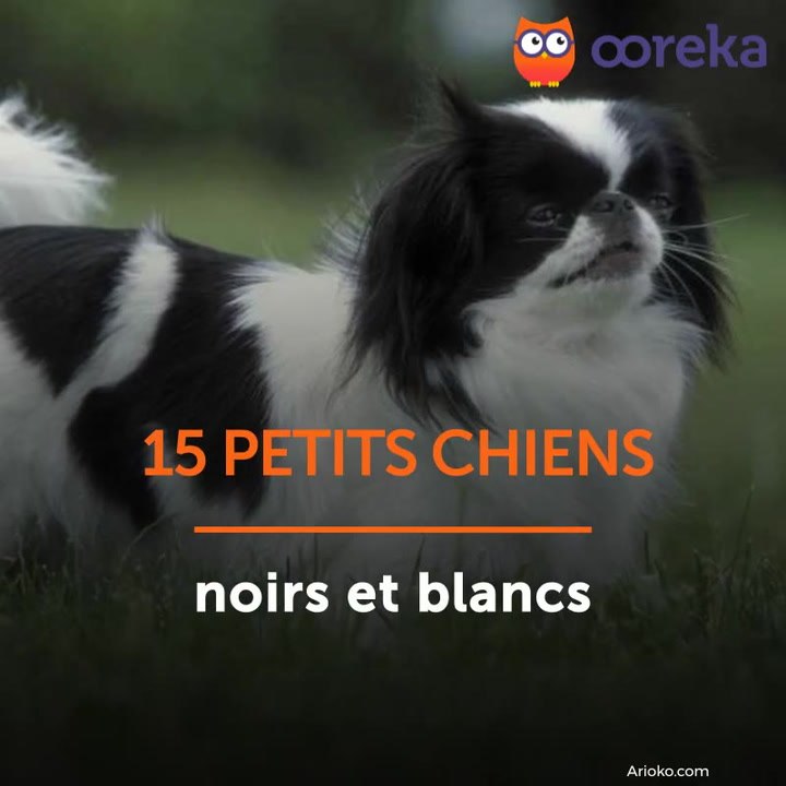 15 petits chiens noirs et blancs