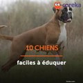 10 chiens faciles à éduquer