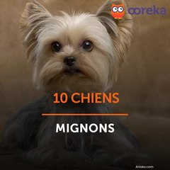 10 chiens mignons