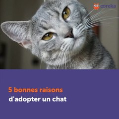 5 raisons d'adopter un chat