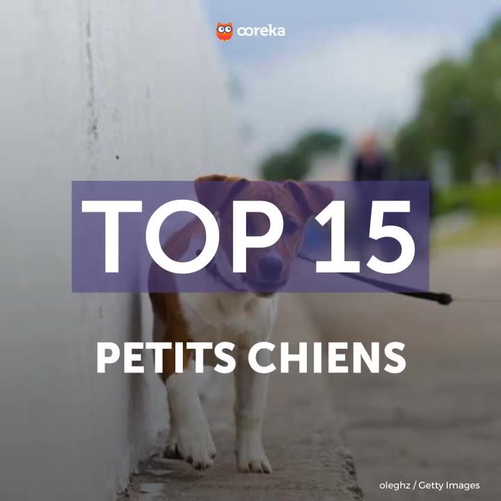 15 petits chiens