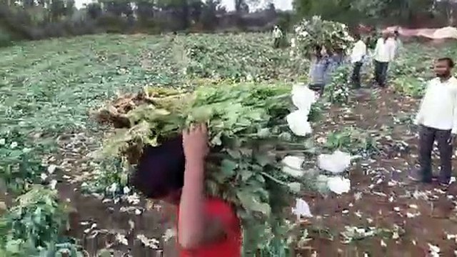 कटनी - 3 एकड़ से ज्यादा की जमनी पर अफ़ीम की खेती