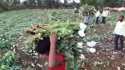 कटनी - 3 एकड़ से ज्यादा की जमनी पर अफ़ीम की खेती