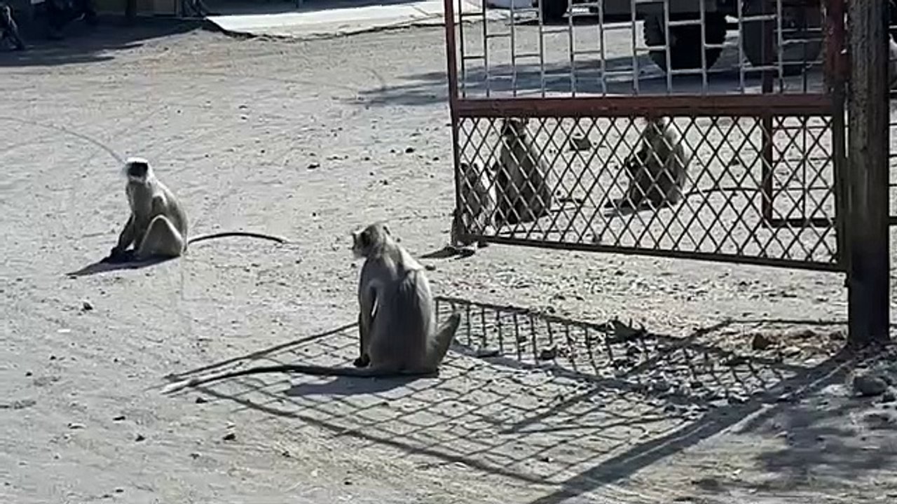 रतलाम -पागल बन्दर का आतंक,दो महिलाए हुई घायल