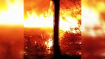 İznik'te sazlık alanda çıkan yangın kontrol altına alındı - BURSA