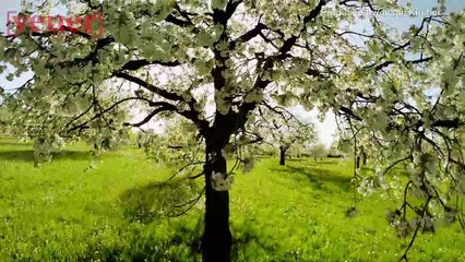 Why the Earliest Spring in Over 100 Years Might Be a Bad Thing