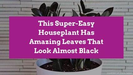 This Super-Easy Houseplant Has Amazing Leaves That Look Almost Black