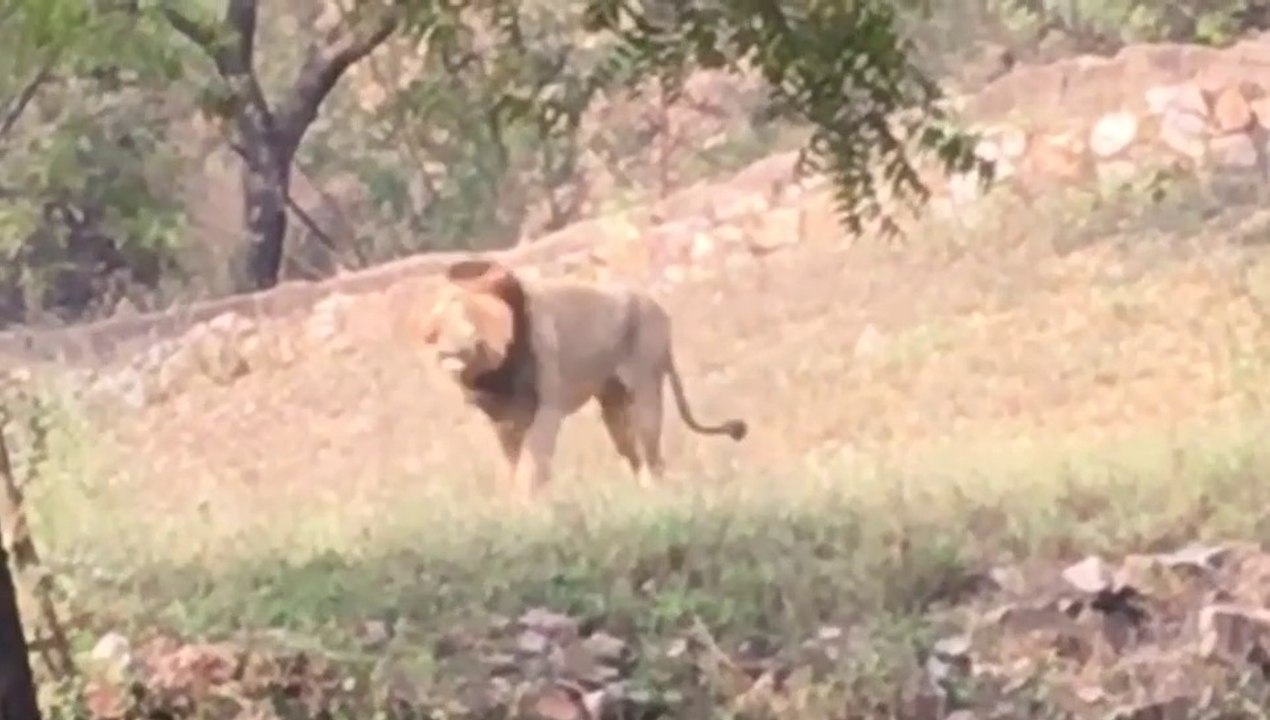 #Zoo #दिल्लीचिड़ियाघर #Animal || Delhi Zoological park || दिल्ली चिड़ियाघर || Vlog On || MGLifestyle