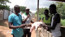 Made In Africa : Le business de la filière porcine en Côte d'Ivoire