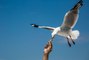 Seagulls Are More Attracted to Food They've Watched Humans Touch, Research Shows