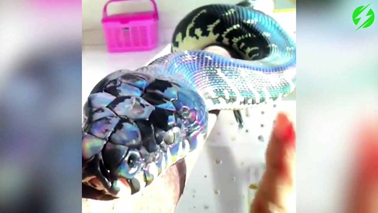 La peau de ce serpent est magnifique