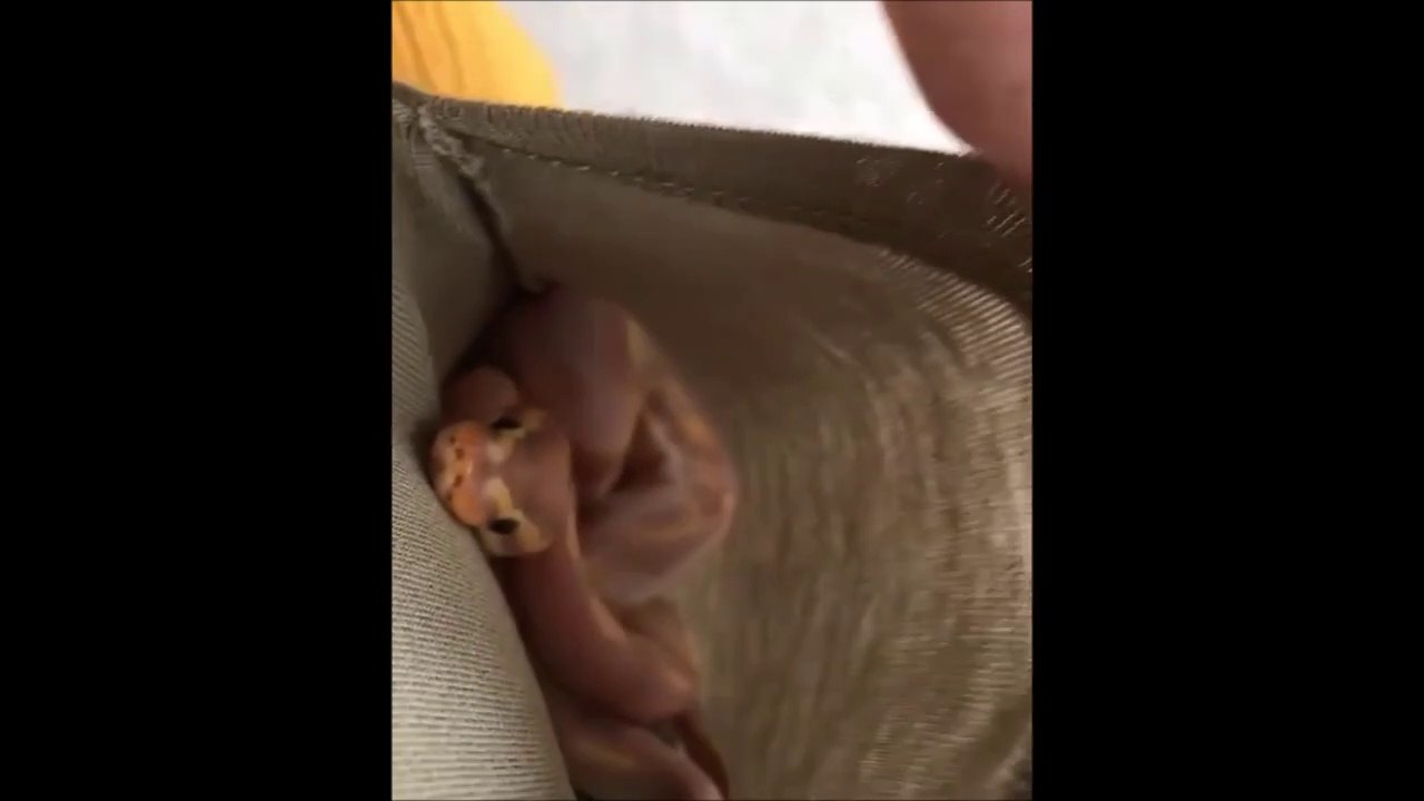 Ce qu'elle cache dans ses poches est à la fois adorable et terrifiant