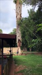 Ce bûcheron a frôlé le pire en coupant un énorme palmier