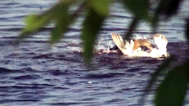 Cette mouette va regretter d'avoir volé la nourriture d'un canard