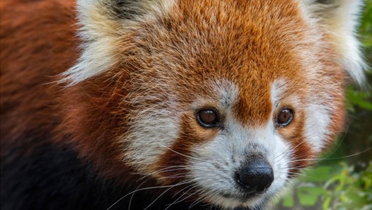 Red Pandas Might Be Two Species Video Dailymotion