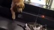 dog breaks up cat fight Funny Video