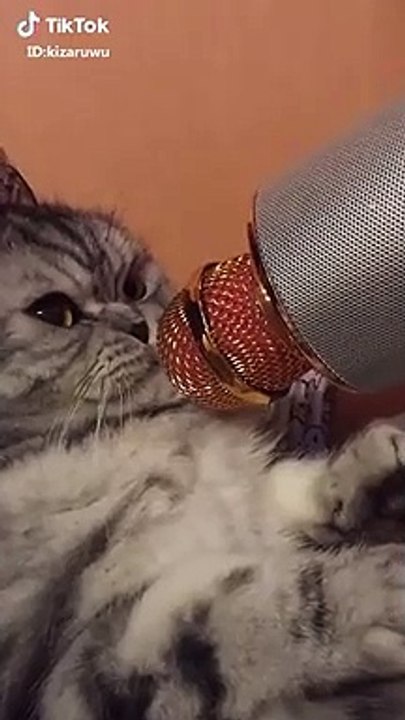 meow with microphone Funny Video