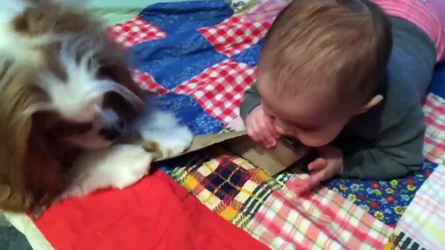 Videos para jovenes ★ Divertidos videos de comedia para bebés y animales y falla