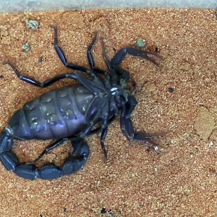 Time-Lapse of Scorpion Shedding Exoskeleton