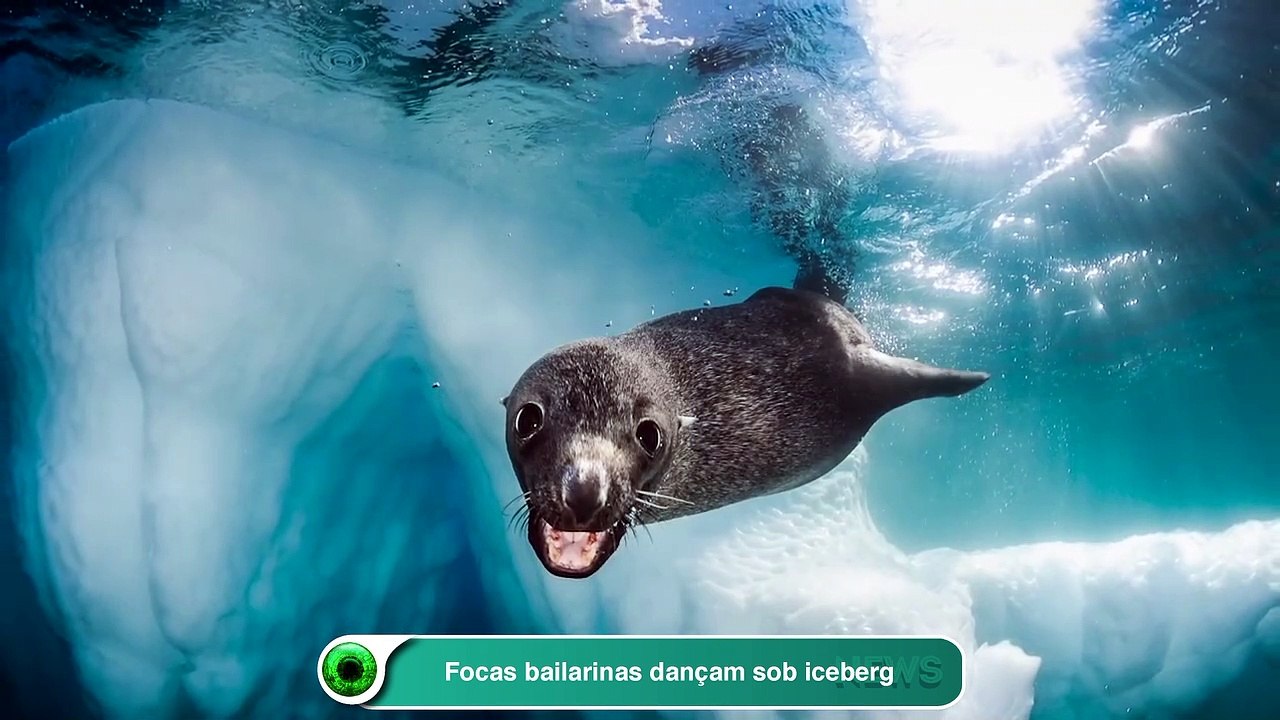 Focas bailarinas dançam sob iceberg