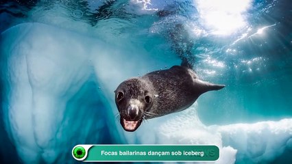 Focas bailarinas dançam sob iceberg
