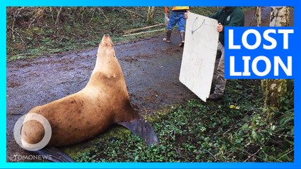 600 Ibs sea lion takes a stroll, ends up on Washington road