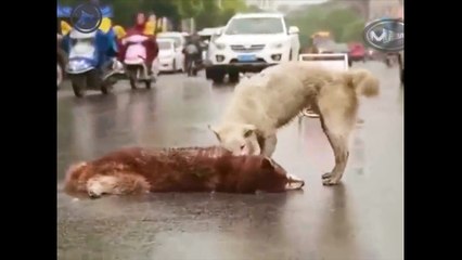 You know Dogs are crying they lost their loved one