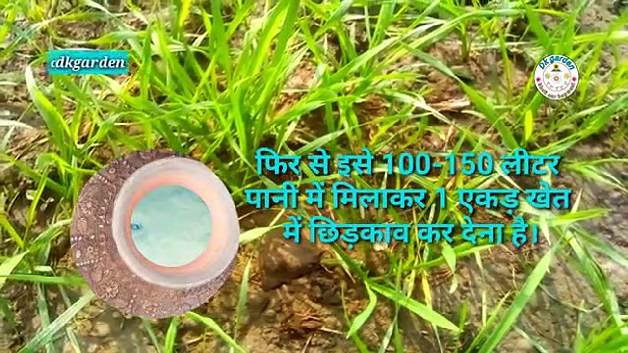 गेहूं_में_दही_प्रयोग,लाभ,विधि,सावधानियां_कब,क्यों,कैसे_पूरी_जानकारी।(360p)