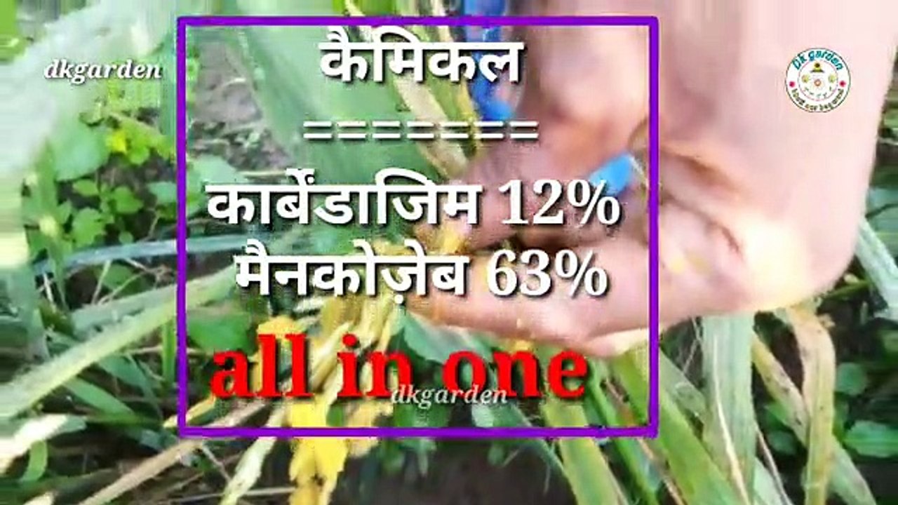 साफ_फंगीसाइड_की_पूरी_जानकारी।कौन_सा_कब_और_कैसे_काम_आता_है।(360p)
