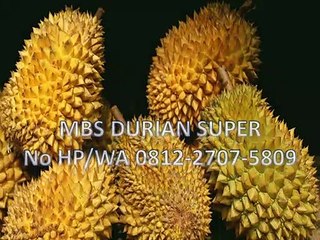 GROSIR, WA 0812-2707-5809, Bibit Durian D168 Sulawesi Selatan