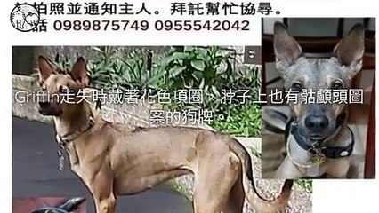 CollectionVideo-petmao_curation-petsmao.nownews|petmao_curation_mobile-copy3-PetsMaoParser-2020/02/27-09:30