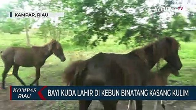 Bayi Kuda Lahir di Kebun Binatang Kasang Kulim