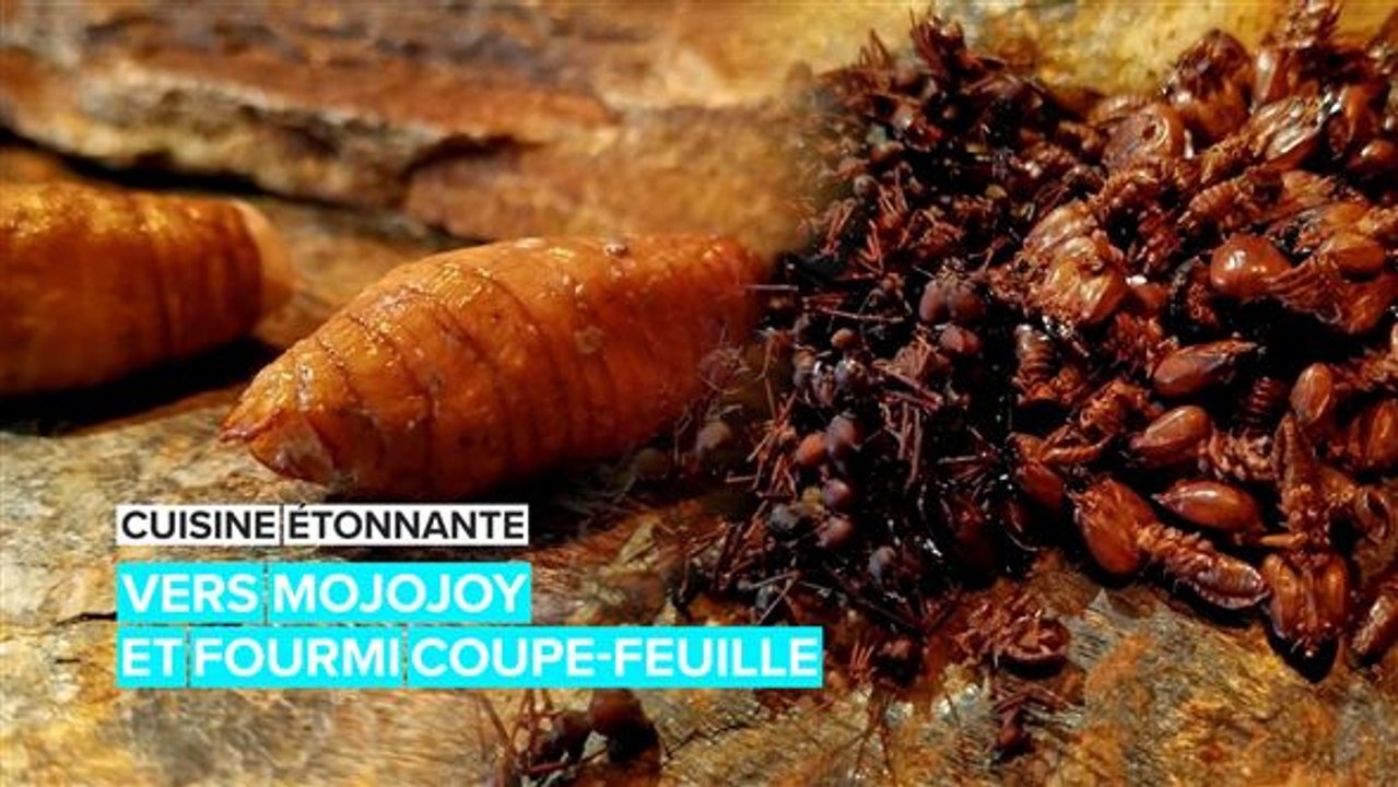 Cuisine étonnante : mangez des vers et des fourmis d'Amazonie