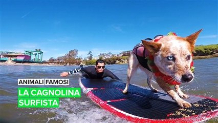 Animali famosi: la cagnolina surfista