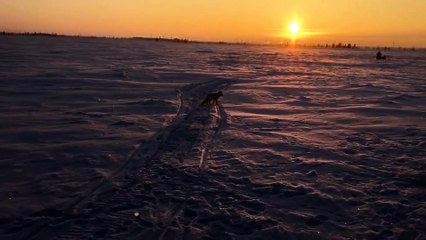 Песец- продолжение! (Песец и его подруга) - Fox- continued