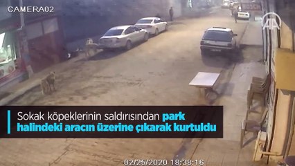 Sokak köpeklerinin saldırısından park halindeki aracın üzerine çıkarak kurtuldu