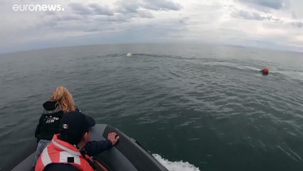 Baleia jubarte libertada de redes de pesca ilegal
