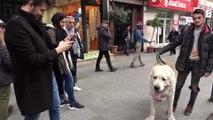 Bu köpeği görenler şaşkınlığını gizleyemedi