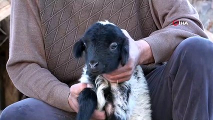 Enkazdan 4 gün sonra canlı çıkarılan kuzuya sevgi öpücüğü