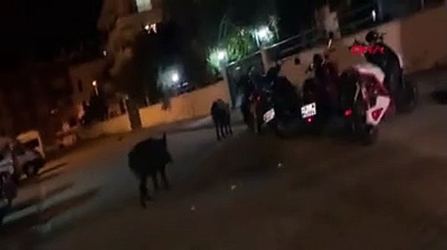 Yaban domuzları şehre indi; vatandaş yemle besledi