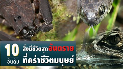 10 อันดับ สิ่งมีชีวิตสุดอันตรายที่คร่าชีวิตมนุษย์