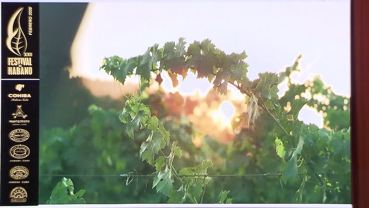 Alianza entre los vinos de Bodegas Torres y Habanos