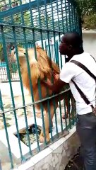 Parc Hann : il s'amuse à caresser le Lion en chantant le Prophète
