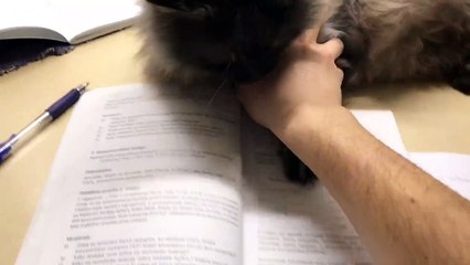 Kitty Puts a Stop to Study Time