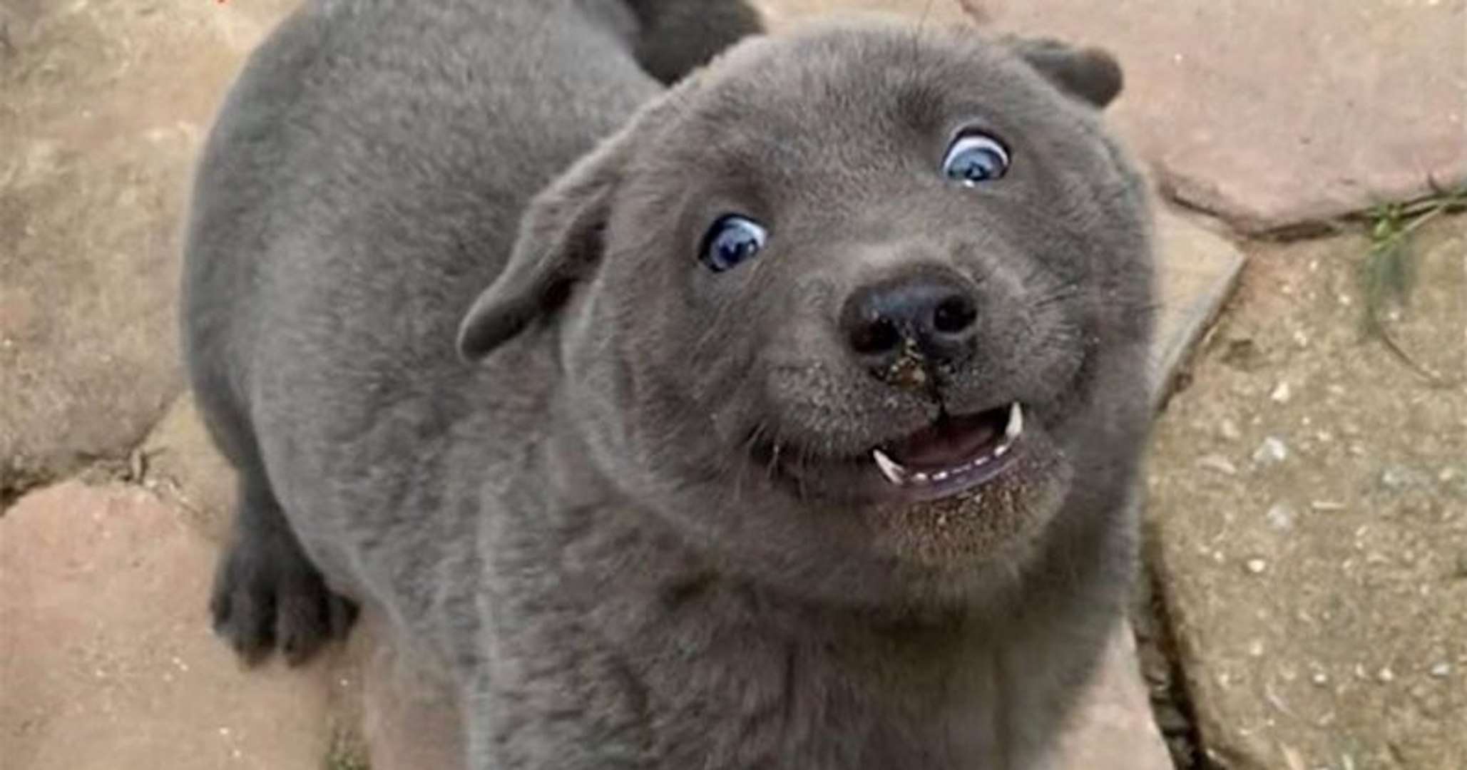 Ce Chien Hybride Qui Ressemble A Un Chat Pour Certains Est Devenu La Star Des Reseaux Sociaux Au Vietnam Video Dailymotion