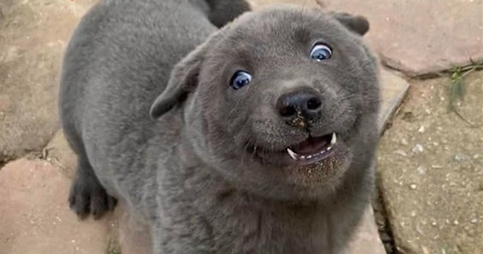 Ce chien hybride, qui ressemble à un chat pour certains, est devenu la star des réseaux sociaux au Vietnam