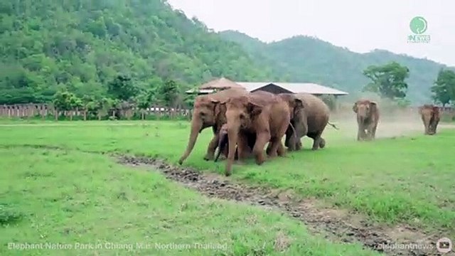 La manada de elefantes que acogió a una cría huérfana