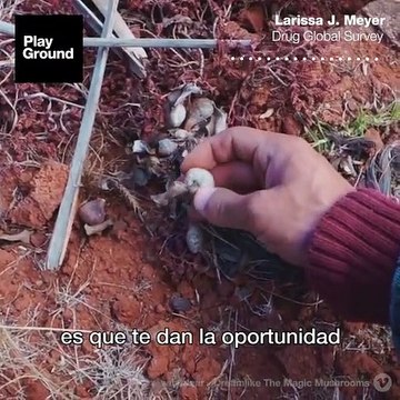 Setas alucinógenas, la forma más segura de viajar.